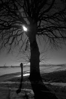 Piotr Wypych - Drzewa