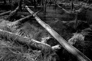 Piotr Wypych - Drzewa