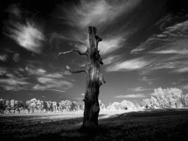 Piotr Wypych - Drzewa