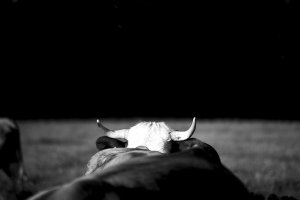 fot. Jagna Bjeńkova