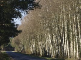 Tadeusz Rolke - Tam i z powrotem