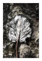 Ryszard Czernow - Vanitas 2023