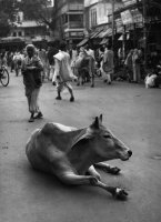 Stefan Arczyński - Ulice Świata