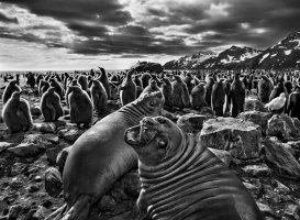 Sebastiao Salgado (1944-2025)