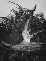 Lilianna Ligęza-Jasik - Sekretne życie drzew