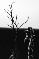 Monika Gawinowska - Sen od pierwszego wejrzenia