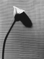 Stefan Wojnecki (1929-2023)