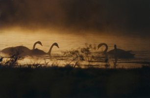 Wiktor Wołkow (1942 - 2012)