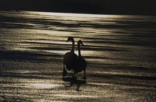 Wiktor Wołkow (1942 - 2012)