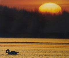 Wiktor Wołkow (1942 - 2012)