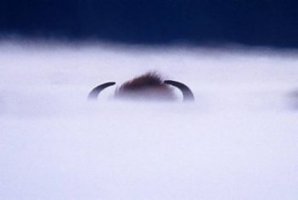 Wiktor Wołkow (1942 - 2012)