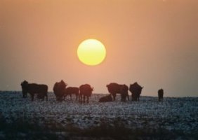 Wiktor Wołkow (1942 - 2012)