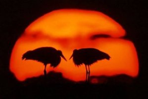 Wiktor Wołkow (1942 - 2012)