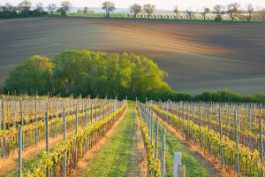 Witold Koleszko - Morawy