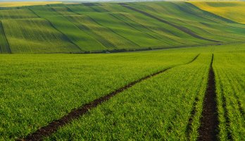 Witold Koleszko - Morawy