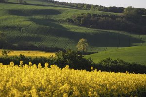 Witold Koleszko - Morawy