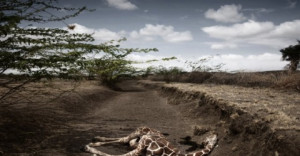 II Nagroda 53. edycji World Press Photo w kategorii: Contemporary Issues Singles, Stefano De Luigi, Italy, VII Network for Le Monde Magazine, Giraffe killed by drought, northeast Kenya, September
