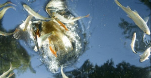 I Nagroda 53. edycji World Press Photo w kategorii: Nature Singles, Joe Petersburger, Hungary, National Geographic, Hunting kingfisher, Hungary