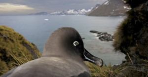 I Nagroda 53. edycji World Press Photo w kategorii: Nature Stories, Paul Nicklen, Canada, National Geographic, South Georgia, Antartica