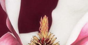 Helene Schmitz /Blow up