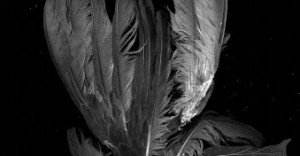 Jan Bortkiewicz - Photographs &