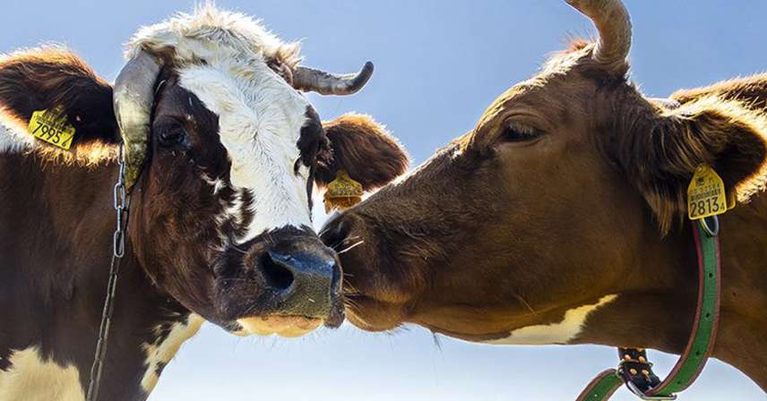Piąty element - Miłość - Krakowski Klub Fotograficzny