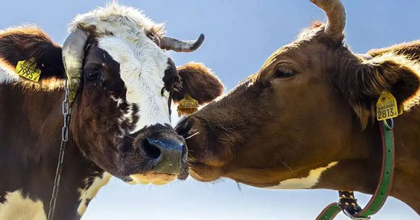 Piąty element - Miłość - Krakowski Klub Fotograficzny