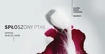 Spłoszony ptak - wystawa fotografii Galerii 5 Katowice Miasto Ogrodów Katowice