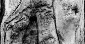 Mariusz Niechwedowicz - Anthropomorphosis